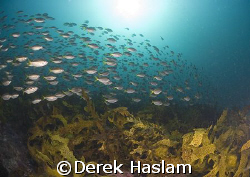 Schooling fish. Magic point. Sydney. D200, 10.5mm. by Derek Haslam 